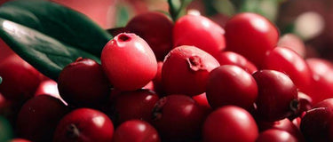 Wild Lingonberry Benefits for Your Health