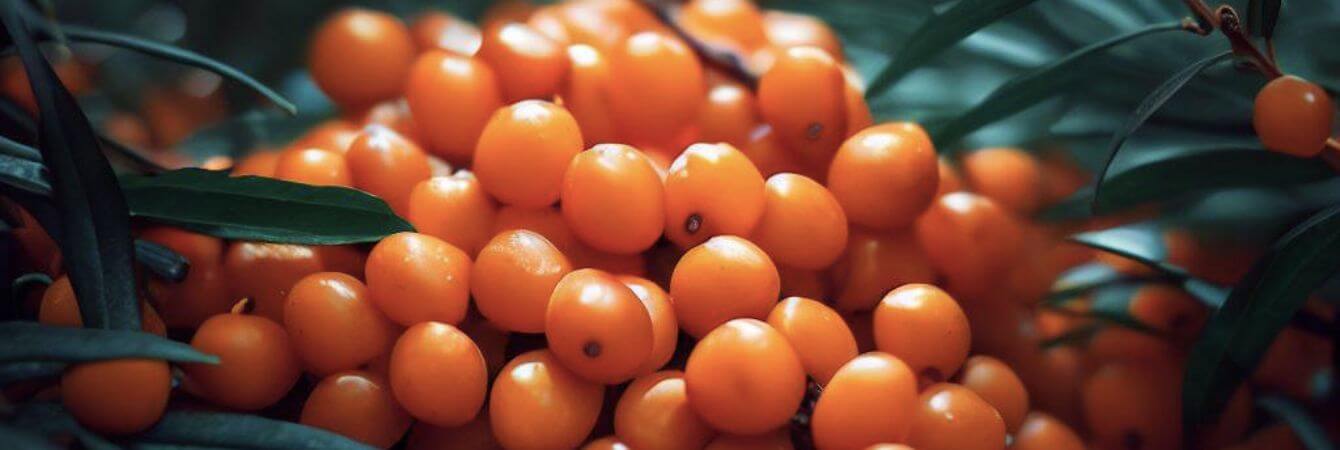 Sea Buckthorn Benefits for Skin Hair, Nails and Health