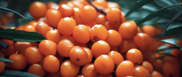 Sea Buckthorn Benefits for Skin Hair, Nails and Health