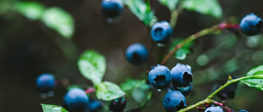 health benefits of wild blueberries